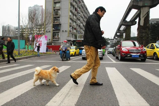 给爱犬拴上绳子耽误了你什么？解析主人带狗外出不愿意牵绳的心理