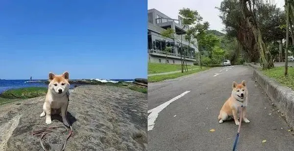 装睡的狗子怎么也“叫不醒”，除非……