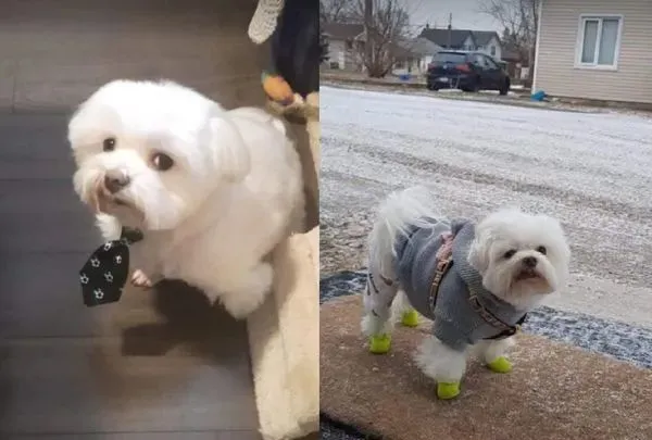 傲娇马尔济斯被摸头后……想刀一个人的眼神是藏不住的！