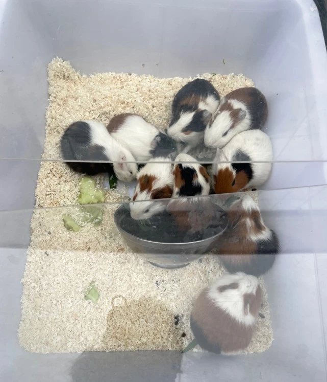 春季养个小动物吧？哪种动物最好养，看完这篇就懂了