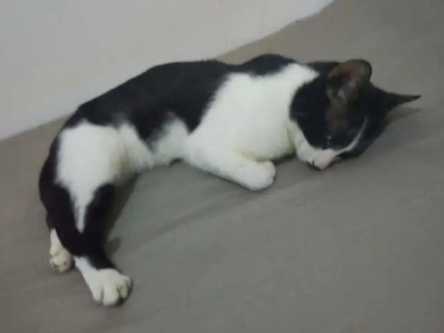 吸猫体质就是下楼丢垃圾也能“救伤扶猫”