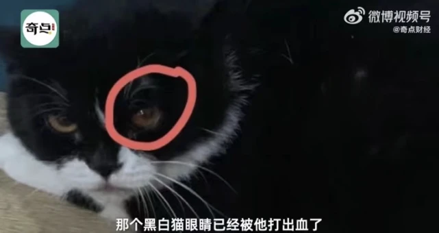 山东一猫舍员工2天虐猫20余次：致一只猫死亡，两只猫不同程度受伤
