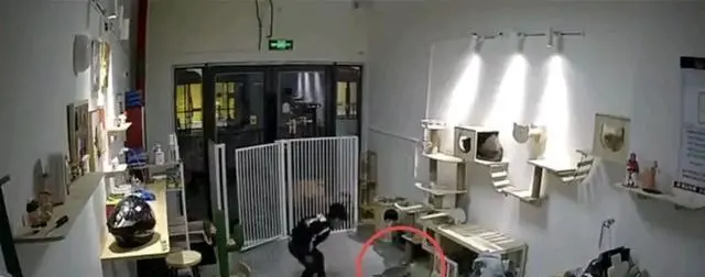 小男孩闯进猫舍摔伤4只名贵小猫，家长拒不赔偿警方介入调解