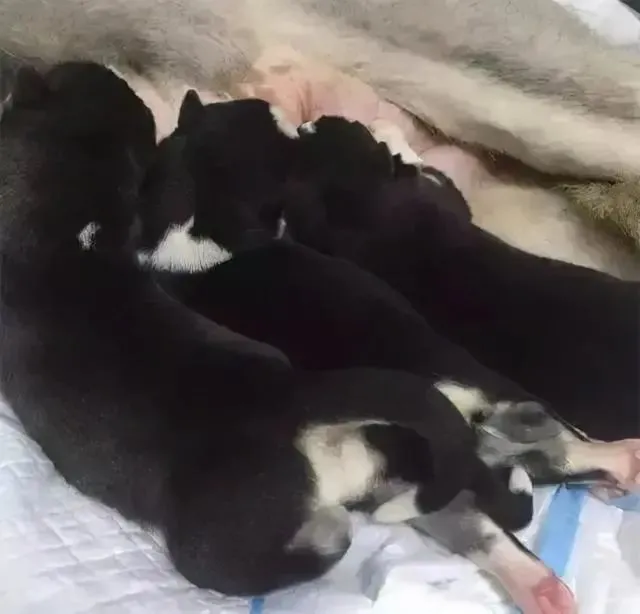 带怀孕的哈士奇去产检，结果B超上的显示把铲屎官和医生都吓呆