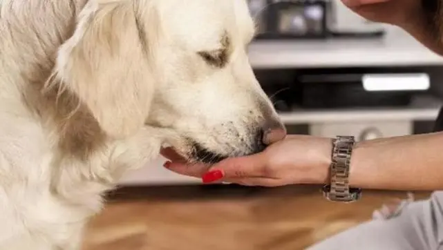 打狗时，为什么汪不怎么反抗？