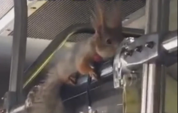 大连公交车上现“宠物”松鼠，专家：属禁养野生动物