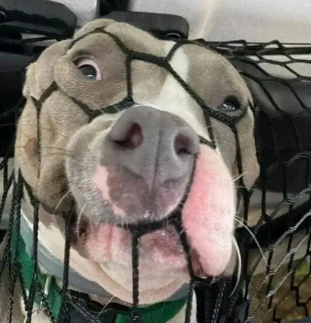 你以为在车上按个防护网就能拦住狗子？只能说太嫩了