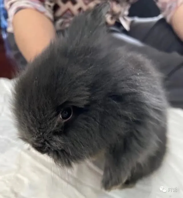 伊川家宠物兔养殖基地，想养兔兔的快来！