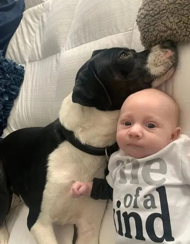 大狗狗紧靠小宝宝相伴入睡，超萌的反差让人融化！