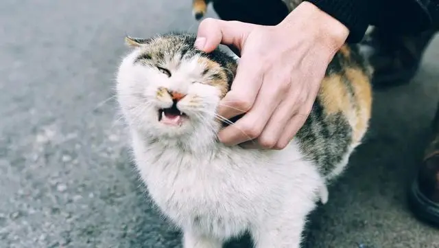 猫咪喜不喜欢被铲屎官“抚摸”？看完这些你就知道了