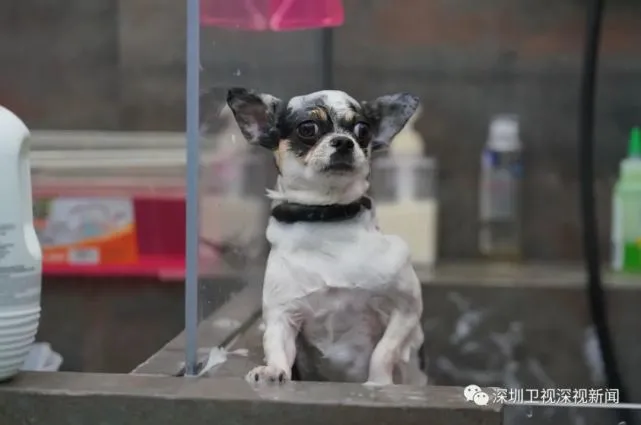 吸猫撸狗，如何成为深圳经济新发力点？｜天南经济观察