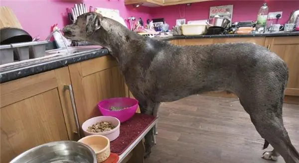 外国女子养了一只“巨犬”，站起来2.3米高，并为它婉拒异性追求