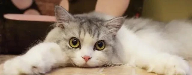 养猫一个月大概花多少钱？