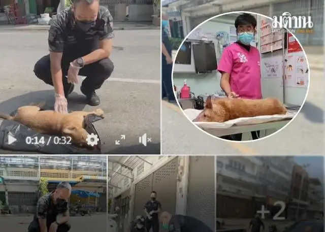 泰国警察拯救路边被撞伤流浪狗
