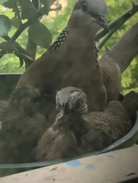 关于我们家狂养月季结果长出斑鸠这件事