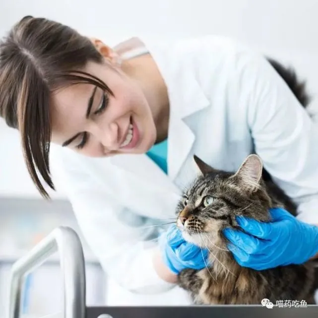 成龙老了，刘德华老了，周星驰老了，我的猫娃子也老了……