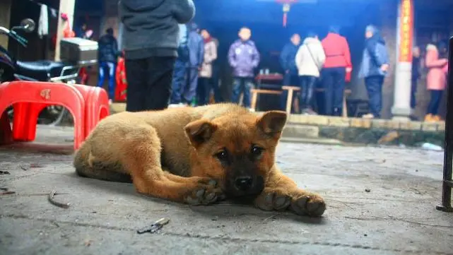 狼是狗的祖先，把几只土狗放入深山，它们会像狼一样生存下来吗？