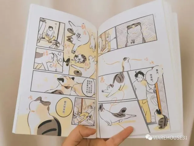 《我的猫，十二岁》｜你伴我走过四季，我陪你走过一生