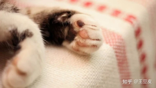 猫为什么喜欢把东西推下去？