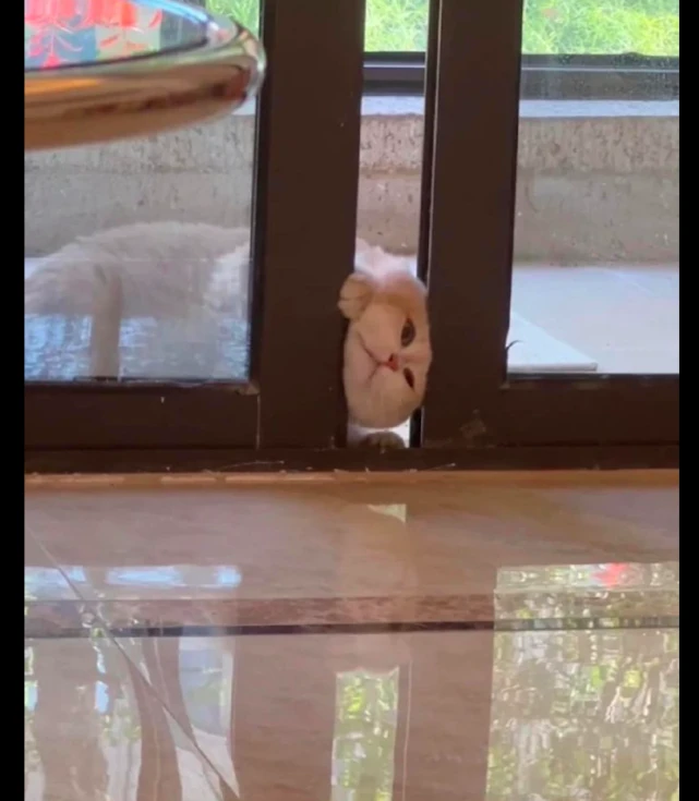 猫用头去开门，结果头被门卡住了，看这可怜兮兮求救的眼神我笑了