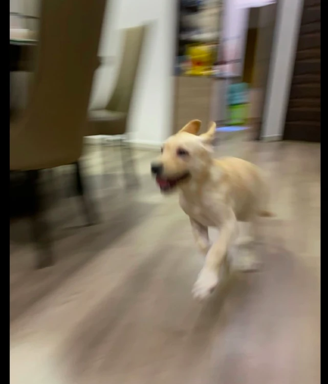 当主人回来后，狗狗兴奋得在家跑来跑去，这大概就是开心到模糊吧