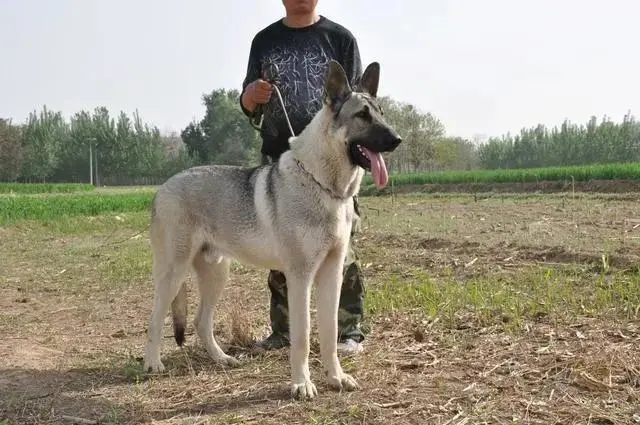 不养“狼青犬”，都不可能知道的几大好处，养了不后悔