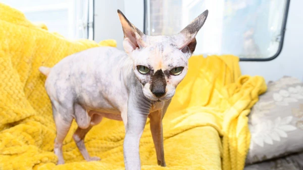 主人为赚钱 迫使一只无毛猫生下70只小猫