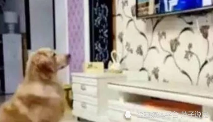 狗子叼着饭碗看电视，铲屎官弄清真相哭笑不得！