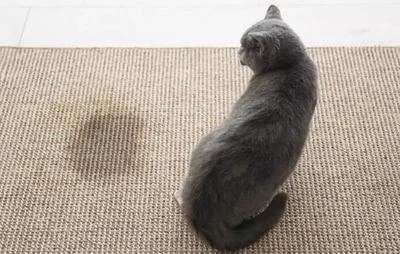 猫咪乱尿的原因有哪些？