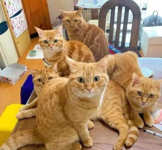 橘猫究竟有什么魅力？