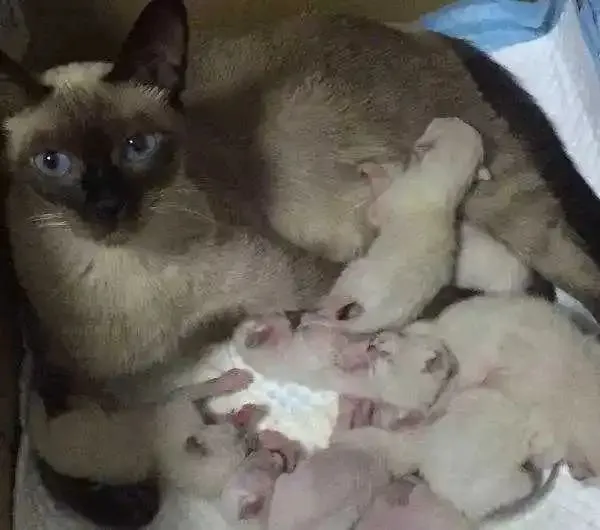 购买小猫的时候怎么避坑？新手必看！