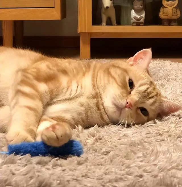 猫是不是一种“没良心”的动物？养猫5年，居然不认主人