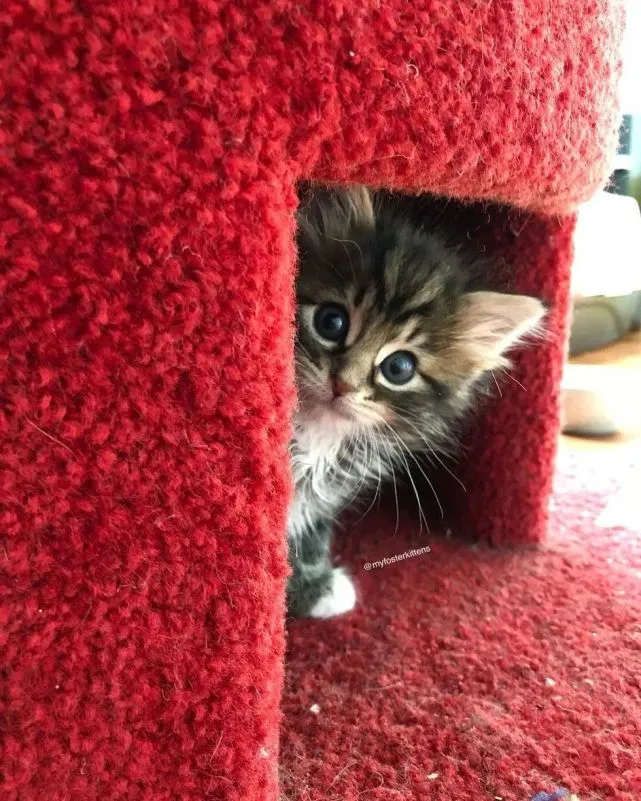 带狗狗散步的时候，发现了三只被遗弃的小猫