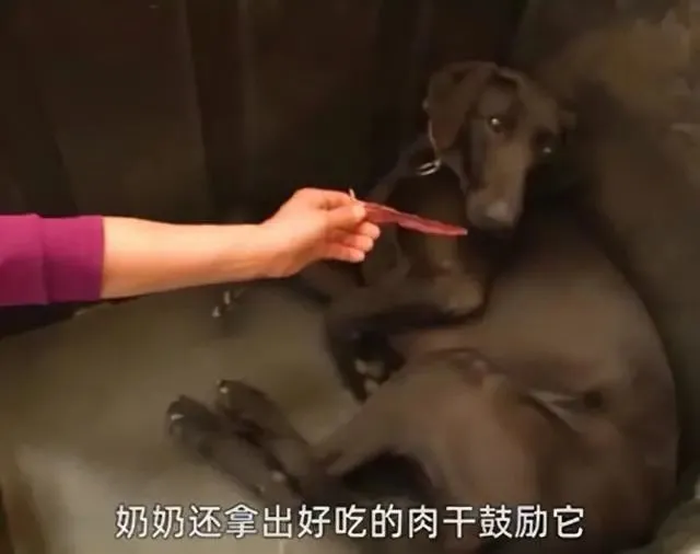 餐馆的后院拴了条黑狗，奶奶从狗贩子手中买下：来，跟我回家