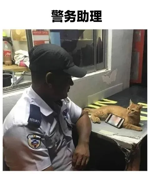 猫猫也得上班，呜呜呜又要工作了