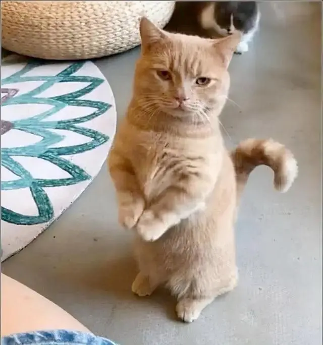 猫咪的这些行为，就是在“讨好”铲屎官