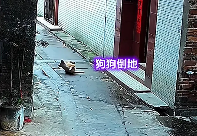 防不胜防！广东一男子进村偷狗，仅用30秒就把狗放倒
