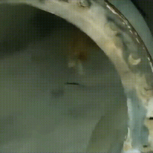 为救受伤小猫，流浪母猫步行2公里，带好心人去看自己的孩子