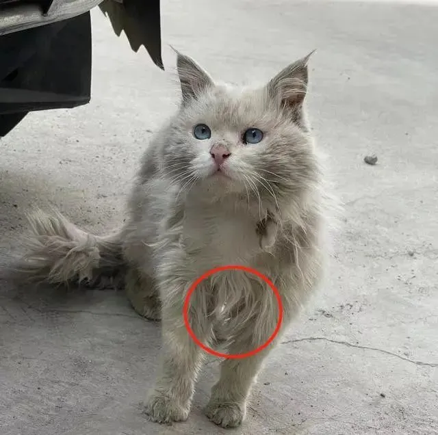 猫有蒜瓣毛，表示主人养得好？真相竟是……