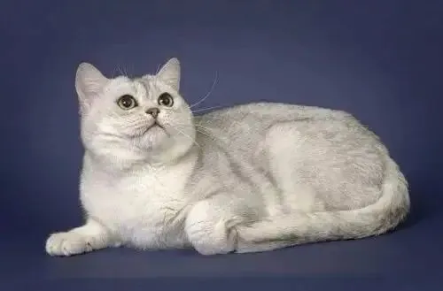 相爱没有那么容易，每只猫都有它的脾气！什么性格的猫适合你呢？