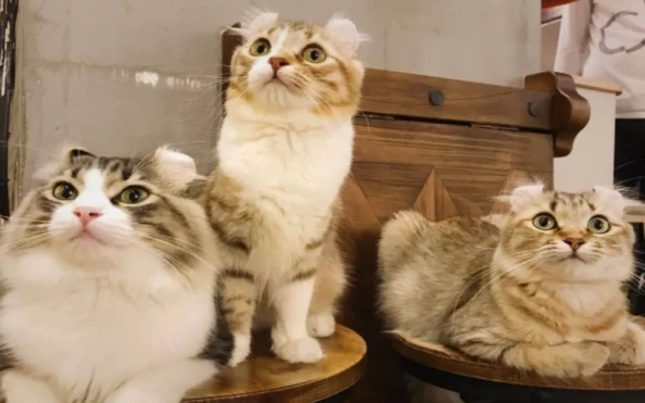 新猫入住—原住民与新成员相处守则