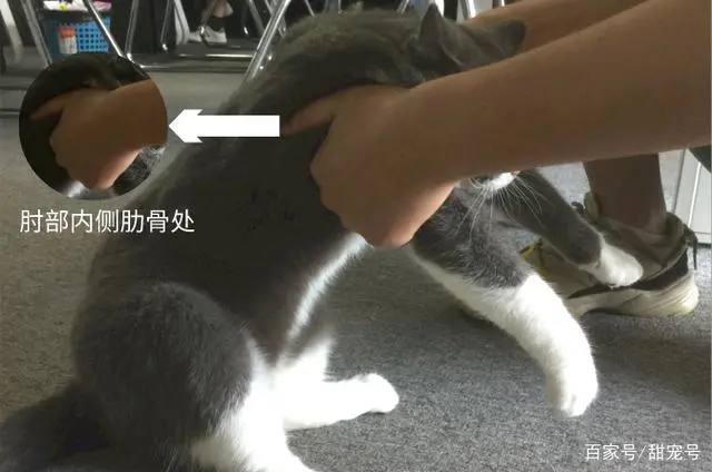 猫咪日常护理测心跳和呼吸数