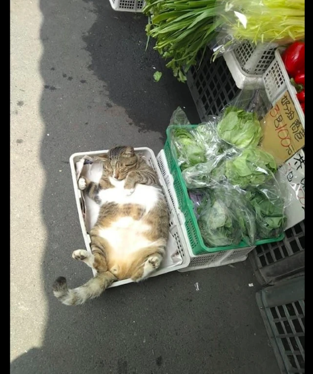 猫躺在菜筐里晒太阳，引起路人驻足拍照：老板，你这猫筐怎么卖？