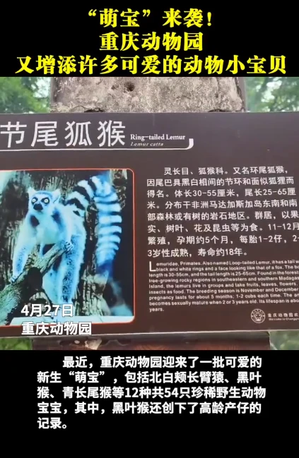 12种共54只！重庆动物园又添许多可爱的小动物