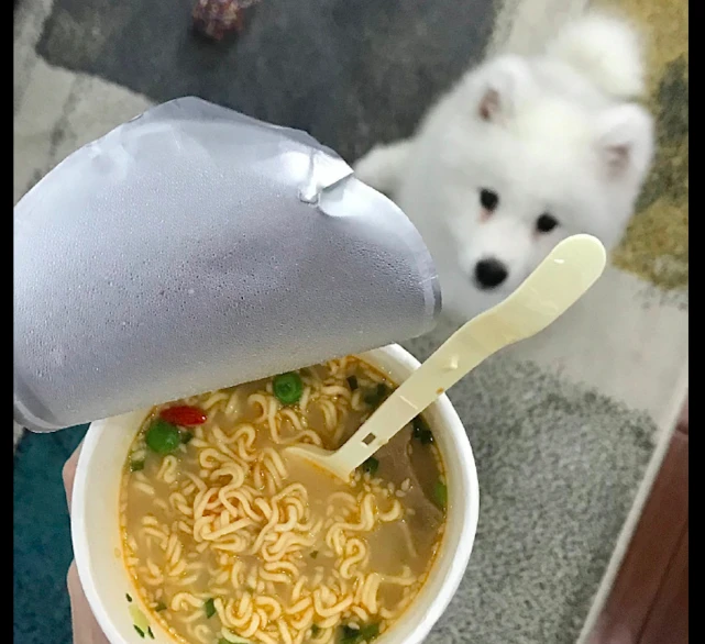 每当主人在吃东西的时候，前面都会附赠一颗狗头，鼻子太灵了吧！