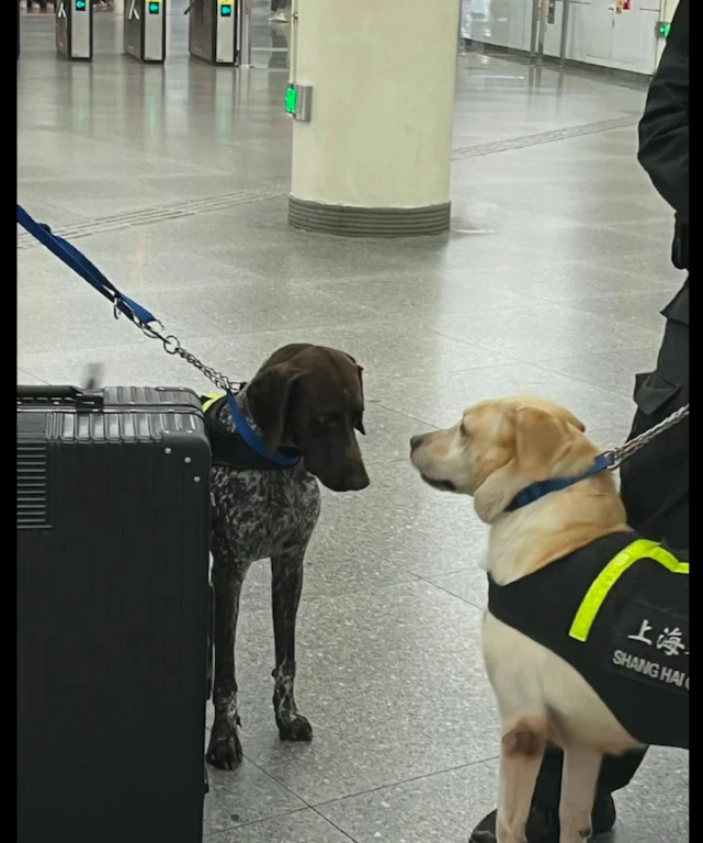 警犬在地铁站里巡逻，靠在主人腿边的模样，好像受气的小媳妇呀！