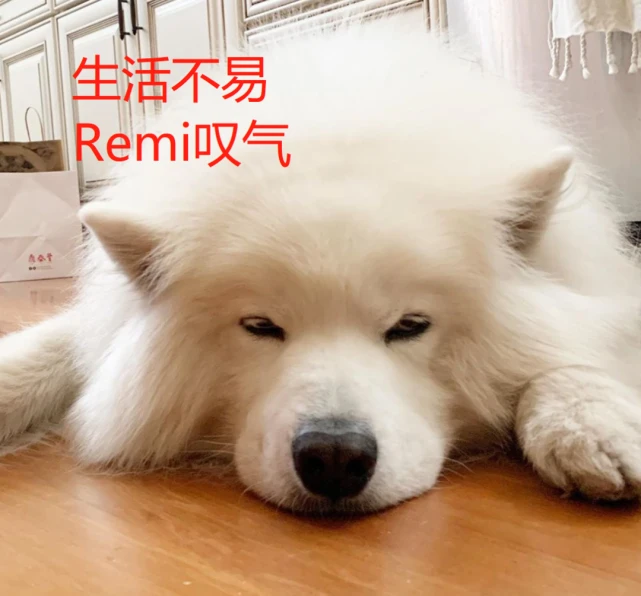 狗子：希望永远不和爱狗“成狂”的主人一起去宠物店！