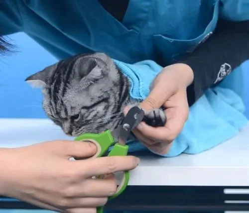 今天，适合给猫咪剪指甲