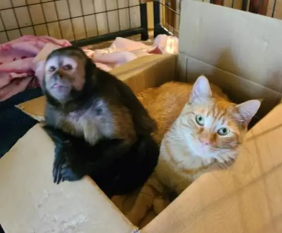 别样友谊！猴子和猫咪成亲密好友从不打架