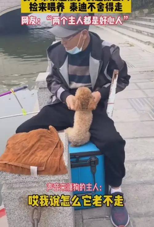 女子带泰迪散步偶遇原主人，将狗归还后：你咋还舍不得走啊？